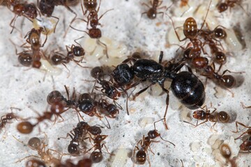 Colonie de Messor structor avec couvains, ouvrières et future gyne