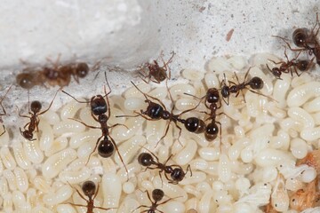 Colonie de Messor structor avec couvains, ouvrières et future gyne