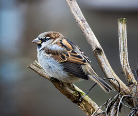 House sparrow on a branch