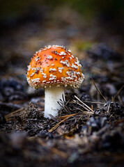 fly agaric mushroom