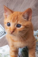 Kitten in a pile of dollar bills
