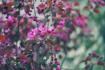 A blooming branch of a pink apple tree. With space to copy. Selective focus on tree branches. An image of bright pink flowers blooming in spring. High quality photo