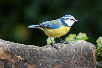 Blue tit sitting on a stone