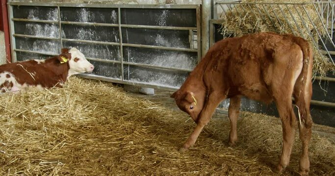 The brown calf kicks its hoof and then starts licking its leg. Calves on the farm in the barn. video.