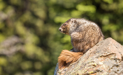 Close up of a groundhog on a rock in Revelstoke National Park, British Columbia, Canada