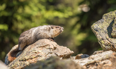 Close up of a groundhog on a rock in Revelstoke National Park, British Columbia, Canada