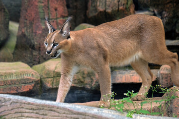 caracal at the zoo