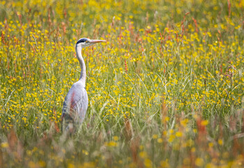 Blue Heron in the meadow