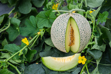 Honeydew melon and Japanese melon slice fresh ripe orange and sweet green slice lay on leaf in...