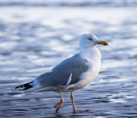 seagull on the beach