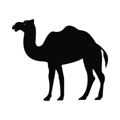 Camel animal