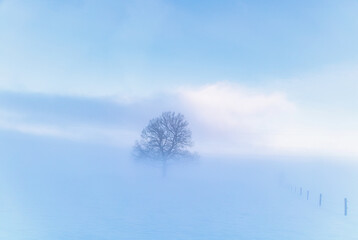 Bodennebel über verschneitem Feld mit einem verschleierten Baum und Zaun