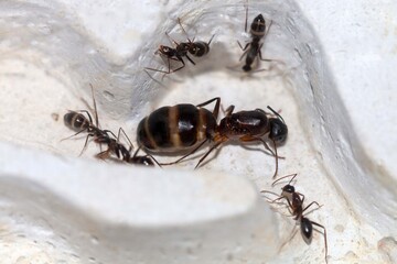Camponotus barbaricus avec couvains et ouvrières