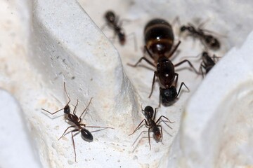 Camponotus barbaricus avec couvains et ouvrières