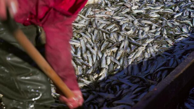 Baltic herring commercial fishing a large number of fish on the deck of a fishing boat European nature. A fisherman's boat full of herrings. A fisherman works in a boat. High quality 4k ProRes footage