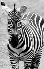 Fototapeta na wymiar zebra black and white zoo