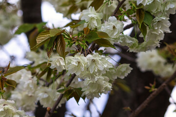 Blossoming of Japanese cherry. White flowers.