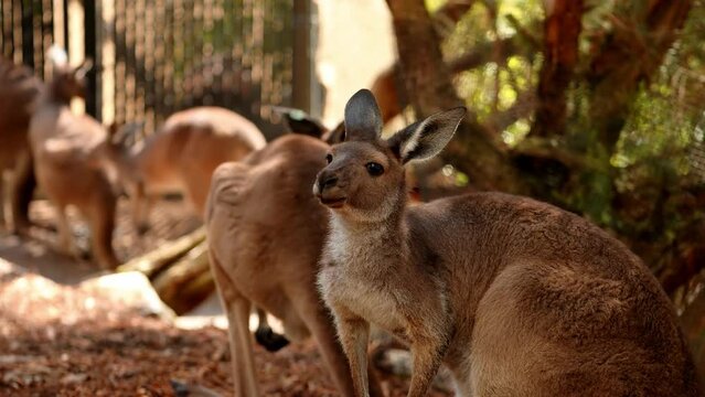 Brown kangaroos eating grasses in the middle of a national park in Australia.