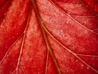 The red leaf of a home ornamental plant is photographed in close-up, the texture of the leaf is clearly visible, a beautiful natural abstraction