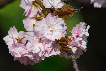Blossoming of Japanese cherry. Pink flowers.
