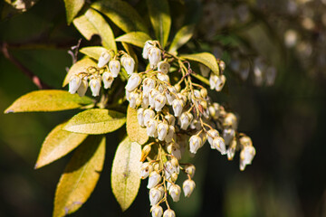 Flowering of Pieris japonica 'Scarlet O'Hara'