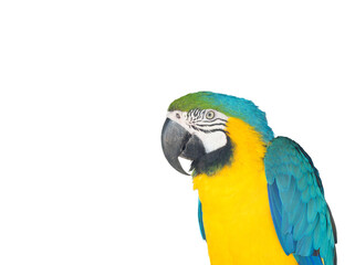 Blue macaw isolated on branch