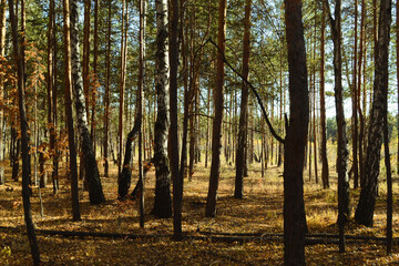 Obraz premium Dense thicket with many trees in the autumn forest lit by the sun