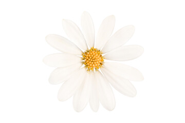 Close up of a white daisy flower isolated on transparent background, png filr