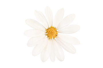 Close up photo of a white daisy, spring flower isolated on white or transparent background, png file