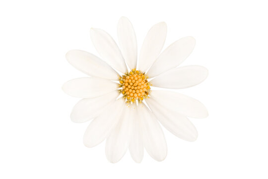 Close up of a white daisy flower isolated on transparent background, png filr