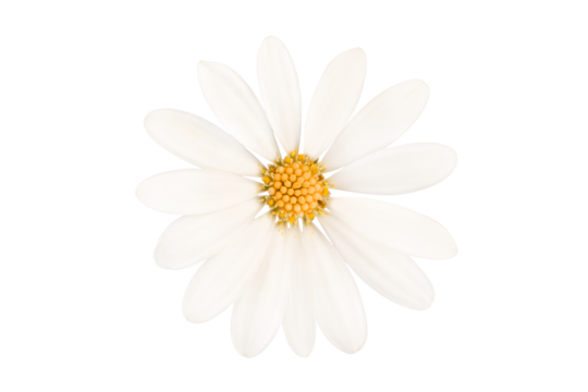 Close up photo of a white daisy, spring flower isolated on white or transparent background, png file