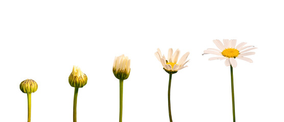 Growing blooming daisy isolated on transparent background, life, growth, developement stages and steps concept - 567454620