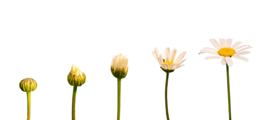 Growing blooming daisy isolated on white or transparent background, life, growth, developement stages and steps concept, png cut out