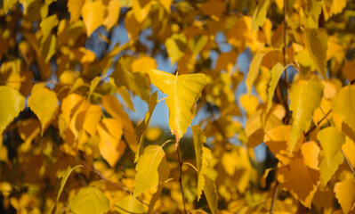 Yellow birch leaf close-up on a background of yellow leaves