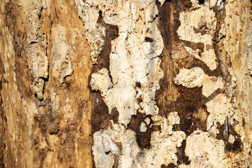 Texture of old tree trunk without bark