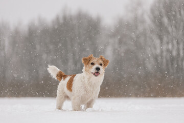 Wet dog stands in the forest in winter. Wirehaired Jack Russell Terrier in the park for a walk. Snow is falling against the background of the animal. New Year concept