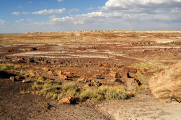 Naklejka premium Petrified Forest Arizona