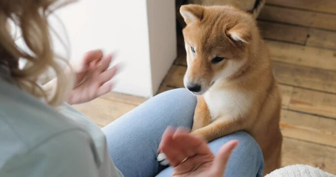 Woman is sitting and playing with cute akita inu puppy in a studio. A smart puppy jumps onto the owner's lap. Animal care concept.