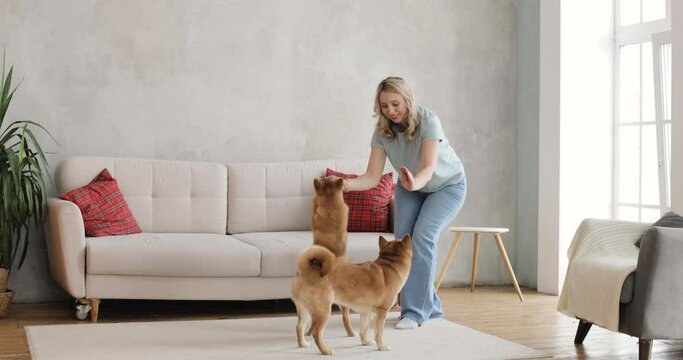 Blonde woman in jeans are training of two adorable akita inu dogs at home in bright cozy comfortable living room or studio. Dogs are going on its hind legs. Animal care concept.
