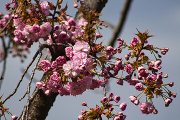 Blossoming of Japanese cherry. Pink flowers.