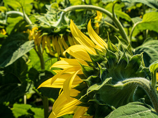Close-up of drooping sunflowers