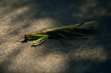 A dead, half-dried mantis lies on a piece of old plywood, the morning sun illuminates the insect, the insect's life is short