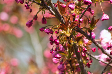 Blossoming of Japanese cherry. Pink flowers.