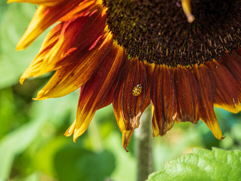 ladybug sitting on large sunflower blossom
