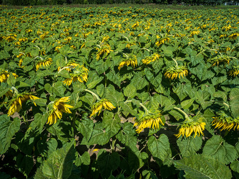 field of drooping yellow sunflowers