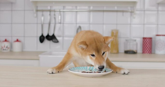 Akita inu puppy eatting from plate at home in a cozy kitchen or studio. A dog enjoying food at the table. The concept of love and care for animals.