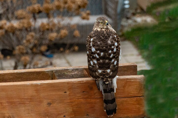 Cooper's hawk