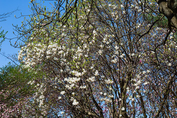 Blossoming of Magnolia Tree in Close-up. Pink flowers. Latin name Magnolia liliiflora.