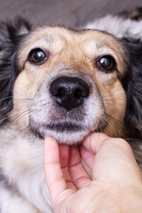 Hand stroking a gray dog close up