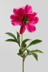 Beautiful  peony flower in pink color isolated on gray background.